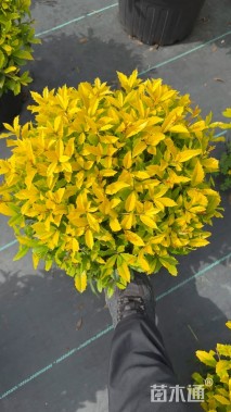 高度80厘米黄金枸骨球