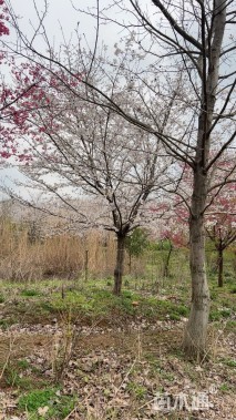 20公分染井吉野樱