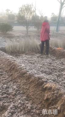 高度40厘米水腊