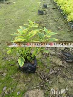 高度21厘米金叶假连翘