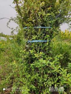 高度120厘米贴梗海棠