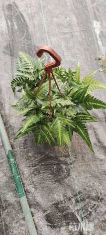 高度20厘米铁线蕨