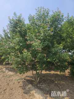 高度200厘米丛生五角枫