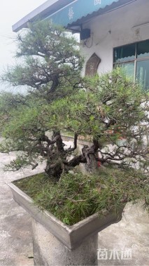 高度100厘米黑松