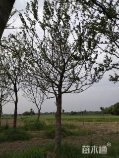 20公分朴树