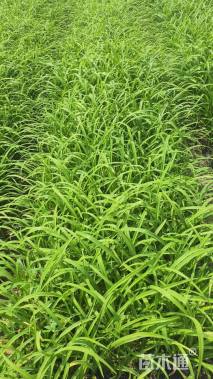 高度40厘米大花萱草