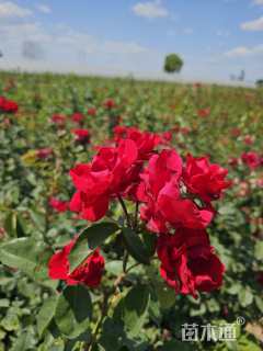 高度50厘米香水月季