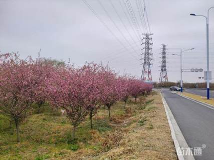 11公分垂丝海棠