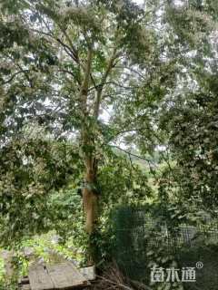 高度1000厘米马灵光