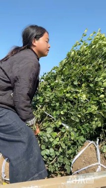 冠幅120厘米胶东卫矛球