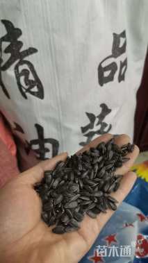 油葵种子向日葵种子