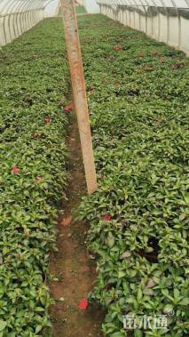 高度20厘米凤仙花