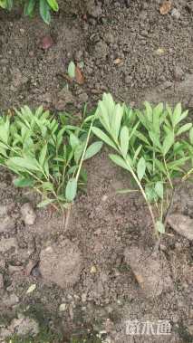 高度37厘米毛鹃