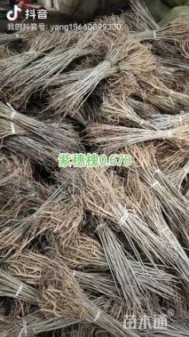 高度60厘米紫穗槐