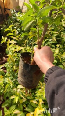 高度30厘米夜来香