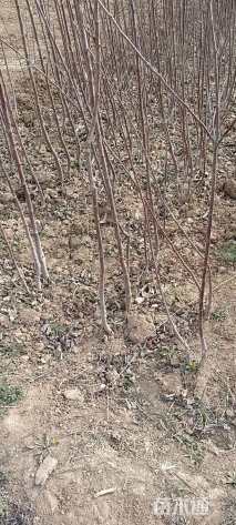 高度150厘米红苹果苗