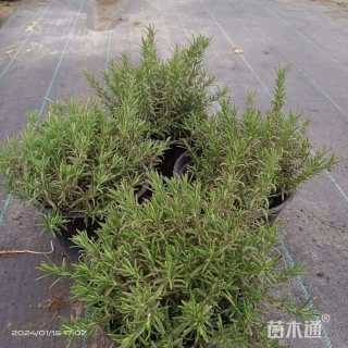 高度30厘米迷迭香