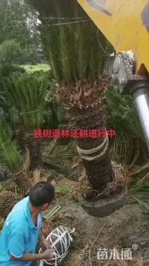 裸干高80厘米铁树