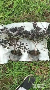 高度35厘米红花继木小苗