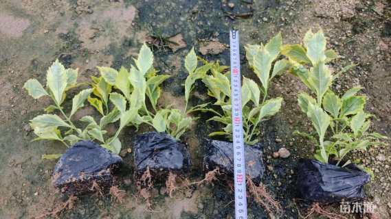 高度15厘米金边假连翘