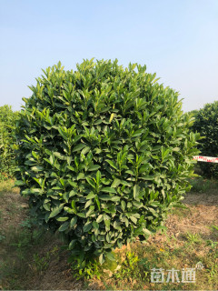高度150厘米非洲茉莉