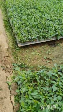 高度10厘米五色苋