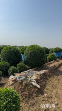 高度150厘米水蜡球