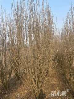 高度250厘米丛生木槿