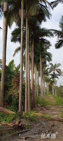 裸干高500厘米假槟榔