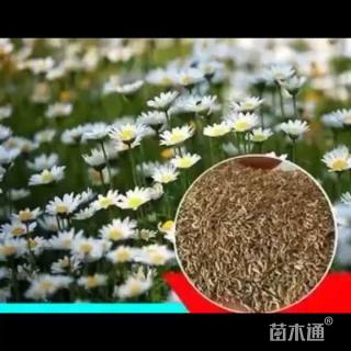 雏菊种子