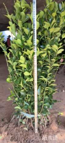 高度50厘米大叶黄杨小苗
