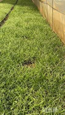 高度10厘米金边吊兰