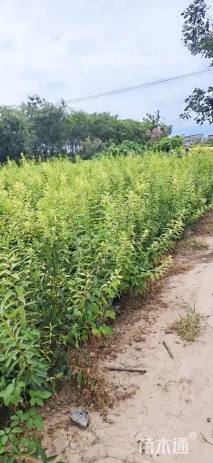 高度120厘米连翘