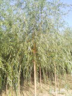 10公分嫁接垂柳