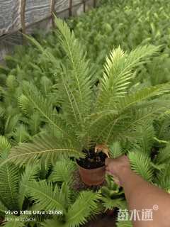 高度30厘米富贵蕨