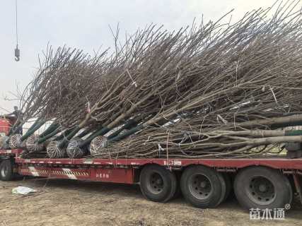 10公分中国红枫