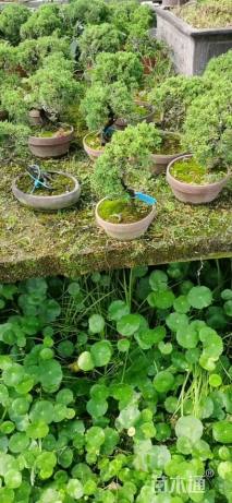 高度30厘米济州真柏