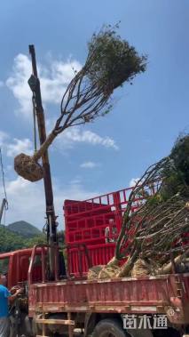 18公分红枫