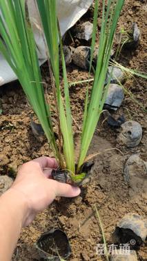 高度20厘米马兰头