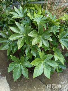 高度60厘米八角金盘