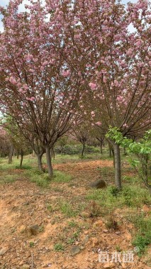 14公分樱花