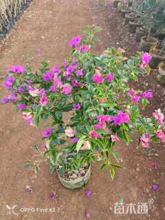 高度80厘米紫花三角梅