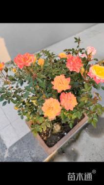 高度30厘米月季