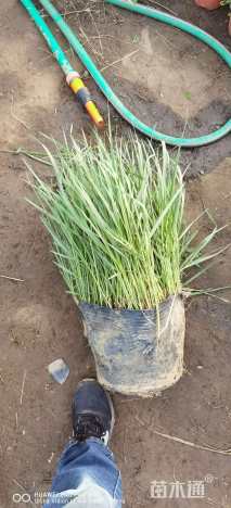 高度70厘米柳枝稷