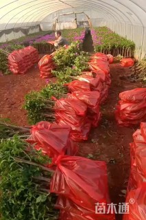 0.2公分红叶石楠