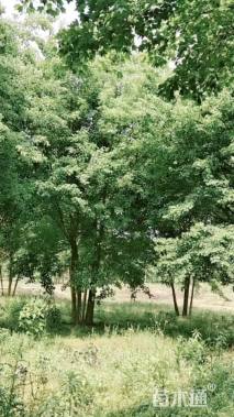 高度650厘米丛生三角枫