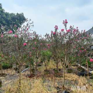 高度2厘米天鹅绒紫薇