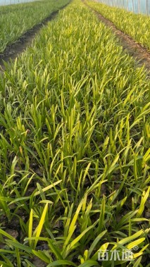 高度10厘米百子莲