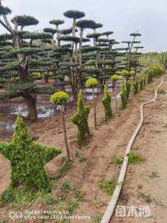 2公分造型亮晶女贞