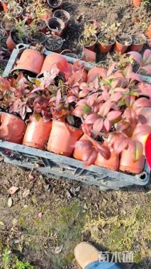 高度20厘米火焰南天竹